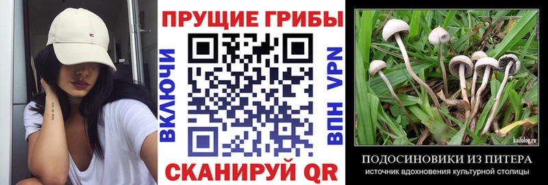 Псилоцибиновые грибы GOLDEN TEACHER  цена   Иваново 